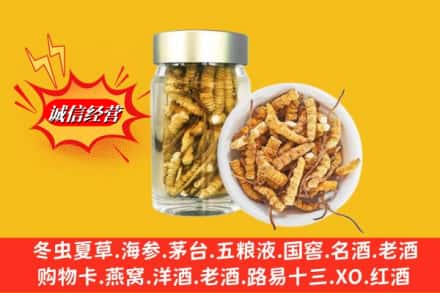 凉山州冕宁回收散虫草